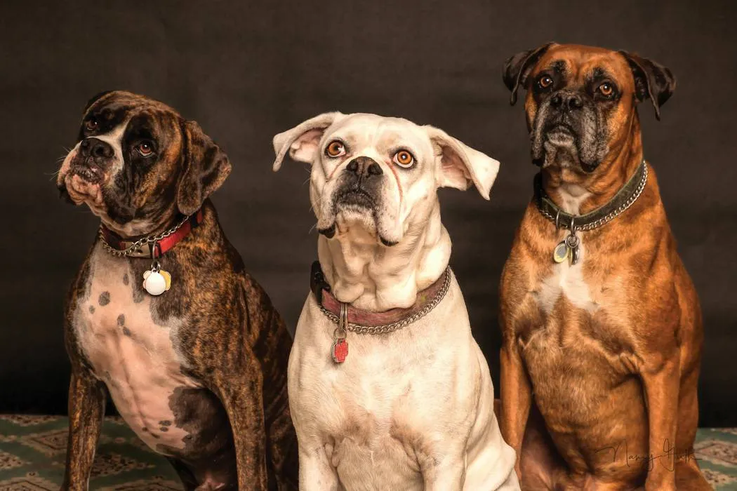 3 dogs being checked on Windsor